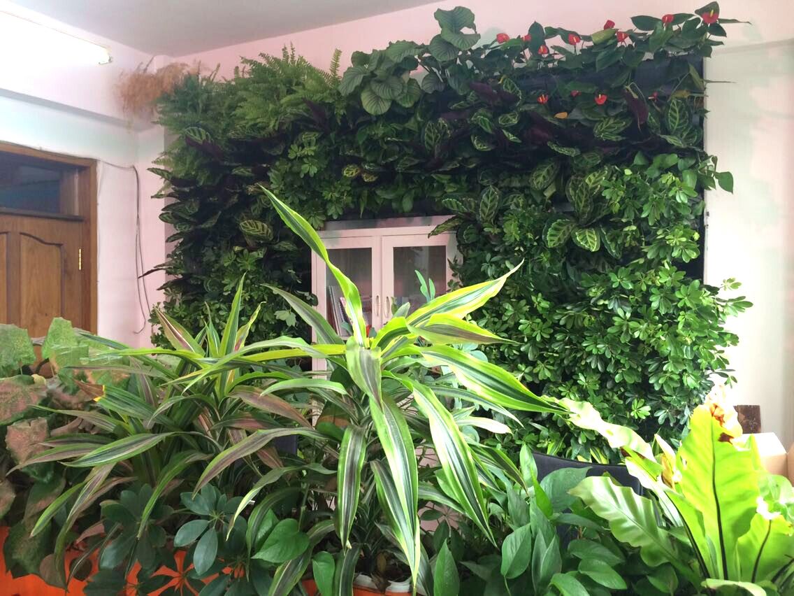 室内植物养护-肇庆绿化公司